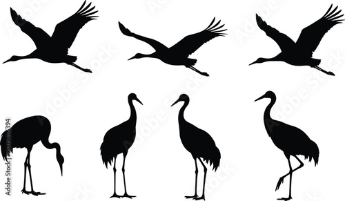 Foto Crane birds vector silhouettes