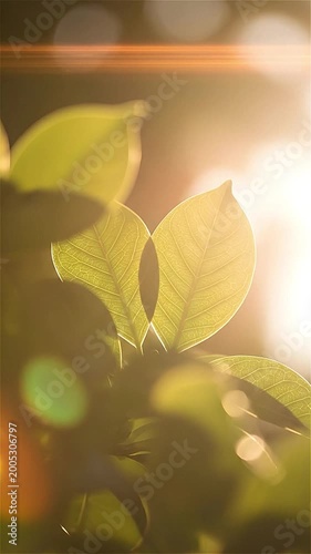 Fresh green leaves with warm sunlight and bokeh glow, natural background with soft focus, perfect for nature videos, eco content, wellness themes, organic branding, environmental visuals, and peaceful
