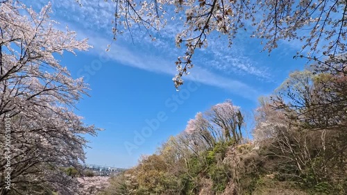 遠くに見える都会と桜の花を見上げた風景