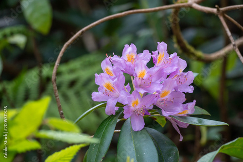 Purple rhododendron flowers blooming in a lush green garden, with soft natural light, glossy leaves and blurred woodland background.