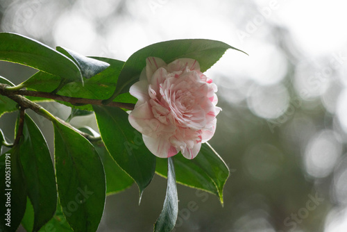Soft pink camellia flower blooming under glossy green leaves, with delicate petals, natural light and blurred bokeh background in a peaceful garden.