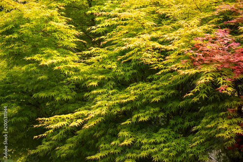 green moss on the tree