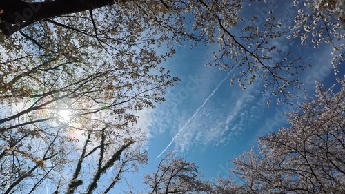 開花した桜の木々と間から見える飛行機雲