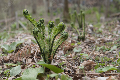 クサソテツ(Matteuccia struthiopteris)のクローズアップ：春の若芽はコゴミと呼ばれる山菜／日本長野県・4月