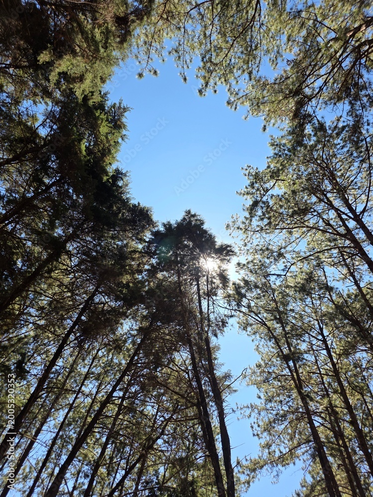 Fototapeta premium Low angle view looking up at pine tree canopy against clear blue sky with bright sunlight flare through branches