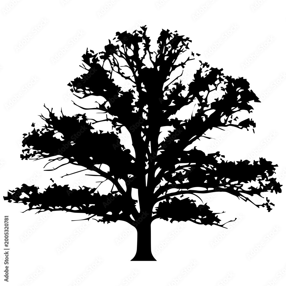 Obraz premium Minimalist Oak Tree Silhouette, Black and White, Isolated on White Background