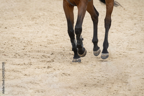 Photography Brown Horse Hooves in Motion on Sandy Surface.