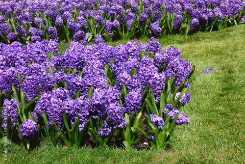 A patch of purple flowers in the spring.