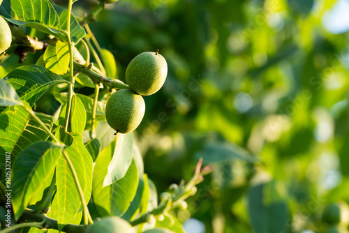 Photos Green walnuts growing on a tree branch, showing natural organic fruit on a sunny