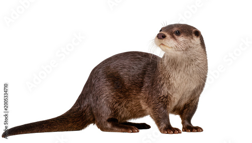 Billede på lærred Brown River Otter Standing on Paws with Long Tail and Whiskers