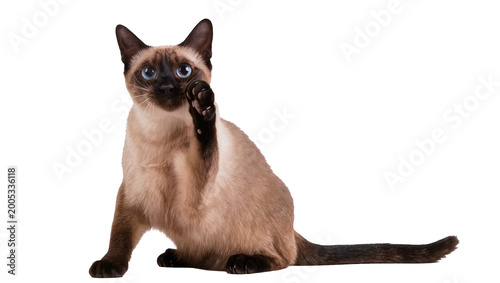 Cuadro en lienzo Sitting Siamese Cat with Blue Eyes Raising Paw