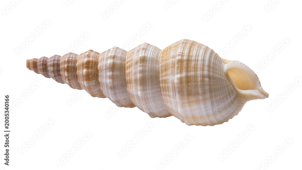 Obraz premium Spiral Seashell with Beige and Brown Stripes and Pointed Tip