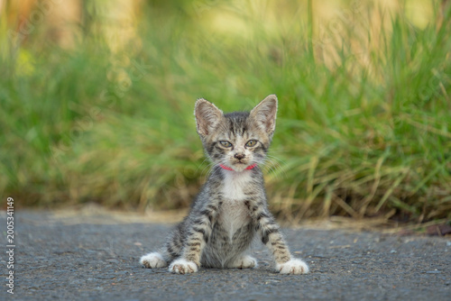 Photos A small tabby kitten wearing a red collar sitting on an asphalt road with a lush green grass background in a rural setting
