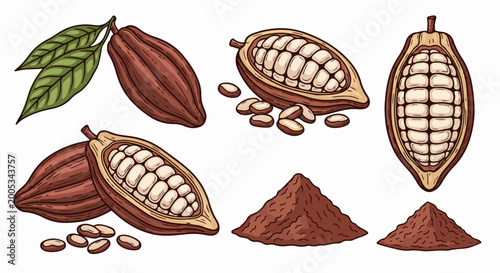 Collection of illustrations featuring cocoa pods, beans, and powder