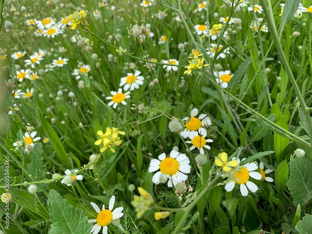 Fototapeta premium Nature Background of Wild Daisies. Wild Meadow with Chamomile Daisies and Yellow Mustard Flowers in Spring Bloom