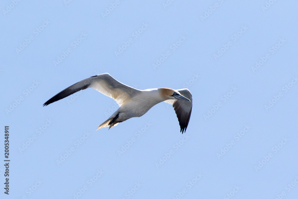 Fototapeta premium Northern Gannet (Morus bassanus) adult, flying over the Strait of Gibraltar, against blue sky.