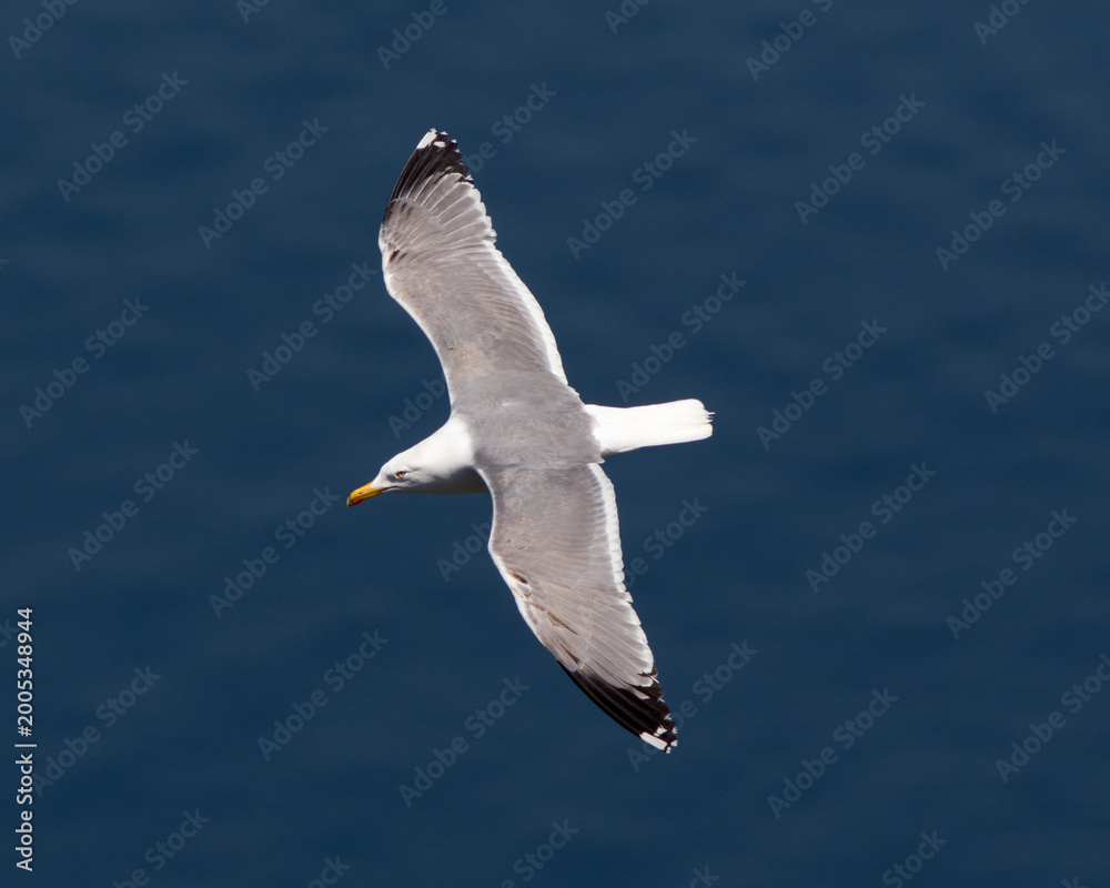 Fototapeta premium Yellow-legged Gull (Larus michahellis), adult, flying off Gibraltar.