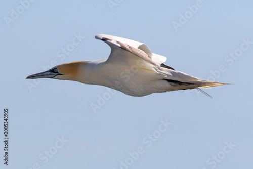 Foto Northern Gannet (Morus bassanus), adult, flying over the Strait of Gibraltar, against blue sky