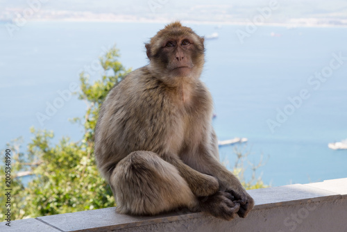 Berber monkey or magot (Macaca sylvanus) on the Rock of Gibraltar, which is the only place in Europe where there is a wild population of monkeys.