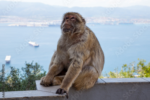 Berber monkey or magot (Macaca sylvanus) on the Rock of Gibraltar, which is the only place in Europe where there is a wild population of monkeys.