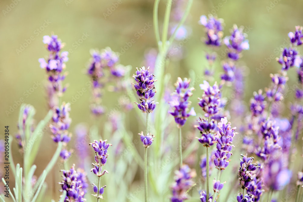 Fototapeta premium Close-up of blooming lavender flowers in soft natural light