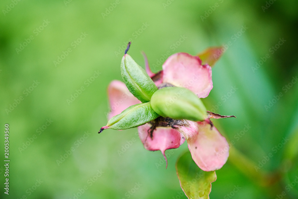 Obraz premium Close-up of impatiens glandulifera seed pod with soft green and pink tones