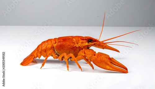A bright orange crawfish on a white surface