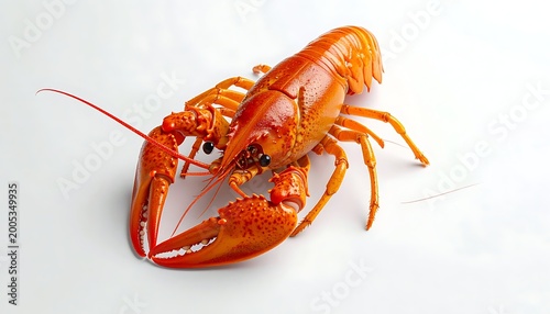 A bright orange lobster on a plain white surface
