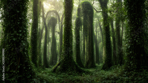 Dense invasive vines suffocating native deciduous trees