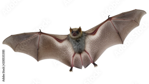 Tableau sur toile Gray Furry Bat Hanging with Spread Wings and Claws