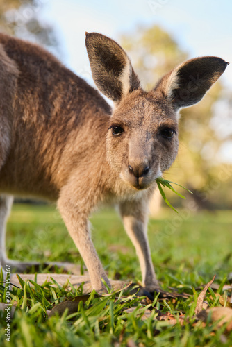 Tableau sur toile Eastern Grey Kangaroo Grazing Near Noosa Everglades