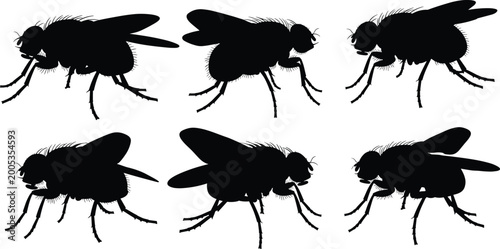 Foto Illustration of fruit fly insects in black silhouette