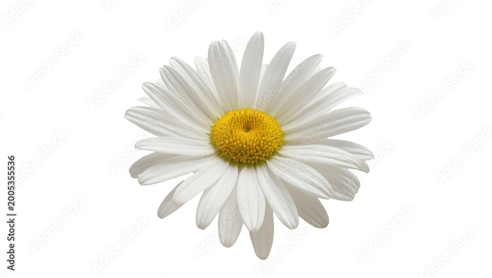 Fototapeta premium Single White Daisy Flower with Yellow Center Disc