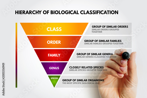Hierarchy of Biological Classification showing taxonomic ranks from species to class, including genus, family, and order. Hand points to the most specific biological unit on the chart