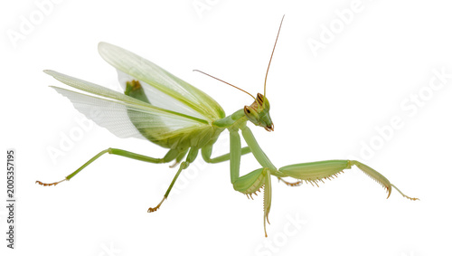 Foto Green Praying Mantis Insect with Wings and Antennae