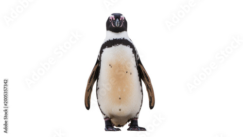 Bild auf Leinwand Fluffy Magellanic Penguin Standing with Open Beak and Dark Eyes