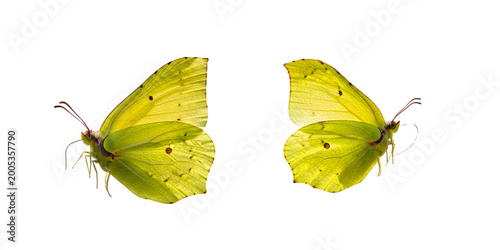 Photos Vibrant Yellow Brimstone Butterflies Isolated on White Background, Common Brimst