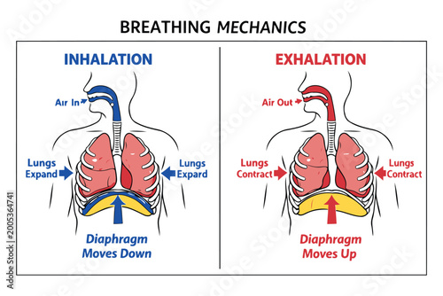 Fotografie Human breathing mechanics inhalation and exhalation diagram illustration Vector