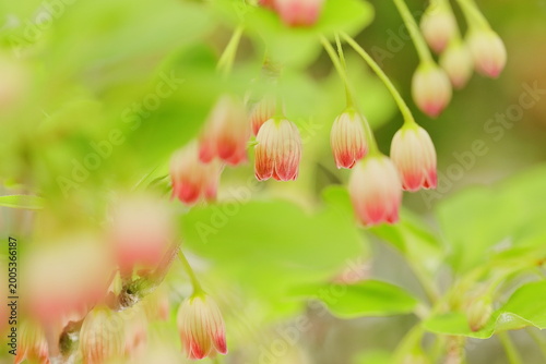 サラサドウダン、春の花	