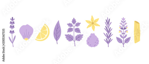 Cuadro en lienzo Lavender and Botanical Aromatherapy Elements Set, Flat Vector Illustration of Es