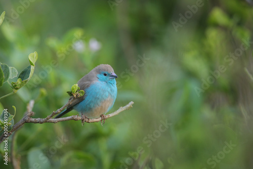 Blue waxbill perched on a thin branch with a green background in the Kruger National Park