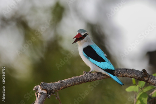 Woodland kingfisher perched in a tree as it calls to note its presence