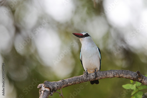 Woodland kingfisher perched in a tree as it calls to note its presence