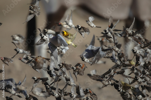 Fotografie Flock of birds flying together in the arid Kalahari Desert