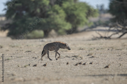 Spotted hyena moving through the Kalahari Desert in search of food