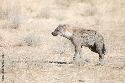 Spotted hyena moving through the Kalahari Desert in search of food
