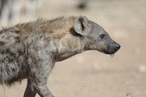 Spotted hyena moving through the Kalahari Desert in search of food