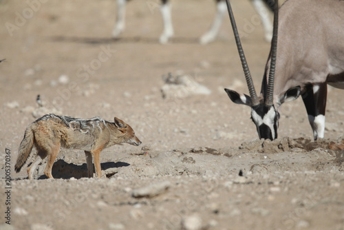 Photography Black-backed jackal wanting to drink water but being scared of a gemsbok