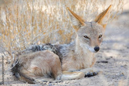 Cuadro en lienzo Black-backed jackal resting in the Kalahari Desert