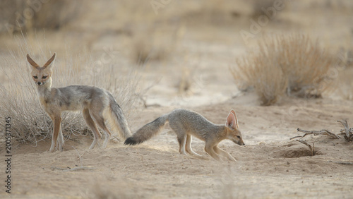 Foto Cape fox near its den going about daily business